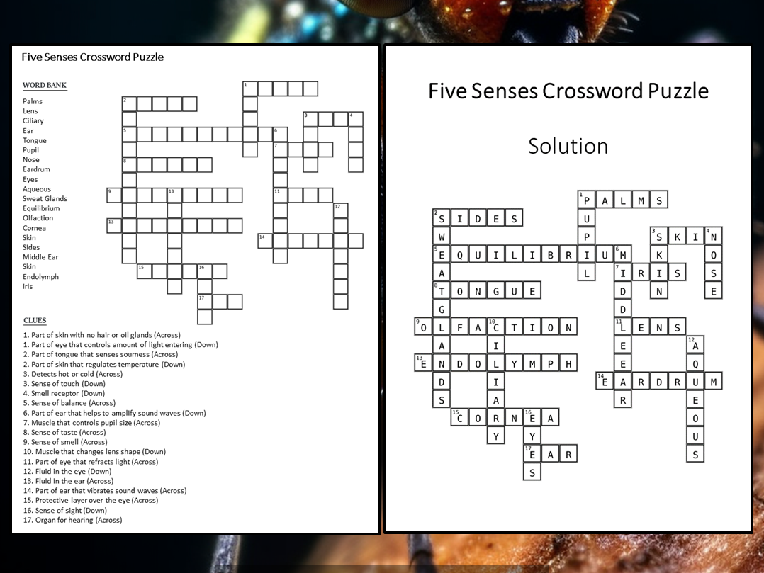 Five Senses Crossword Puzzle Worksheet Activity Teaching Resources Five Senses Crossword Puzzle Worksheet Activity Teaching Resources