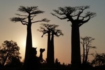 Wordplay The New York Times